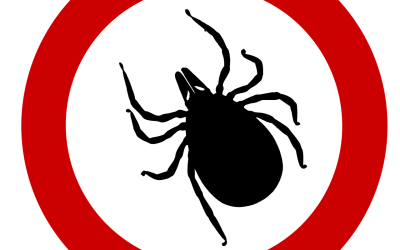 Es ist Zeckensaison (2) – die  Frühsommer-Meningoenzephalitis