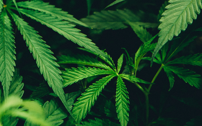 Hohes therapeutisches Potential von Cannabis und Cannabinoiden