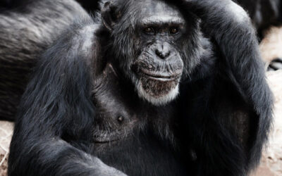 Affenpockenvirus – News