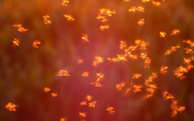 Mücken verbreiten das West-Nil-Virus