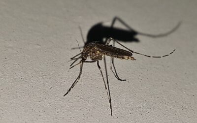 Stich gegen Stich: Der erste Malaria-Impfstoff ist da